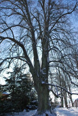 Tilia cordata - lípa srdčitá - zimní habitus